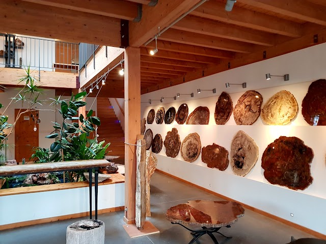 L'Araucaria Bois Pétrifié