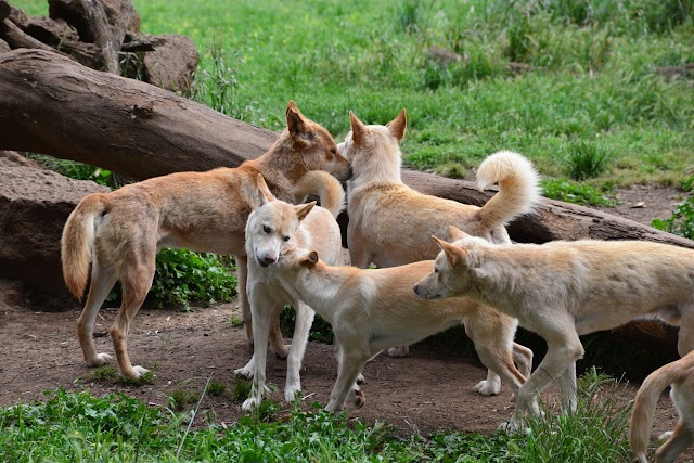 Phillip Island Wildlife Park