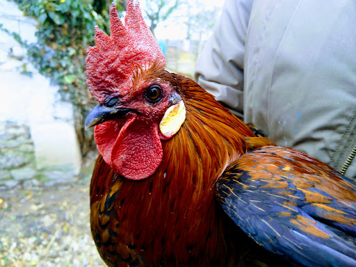 Faune, Flore et Utopies - Thumbnail