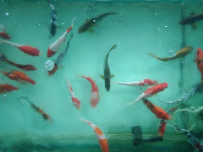 photo of Ornamental Fish Studio