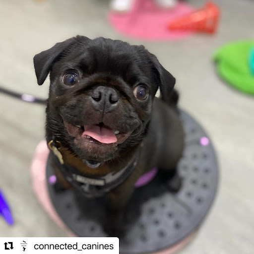 Surry Hills Puppy School by The Dog Sessions - Thumbnail