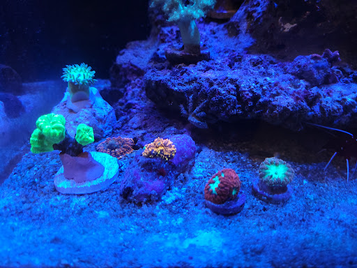 Coralfire