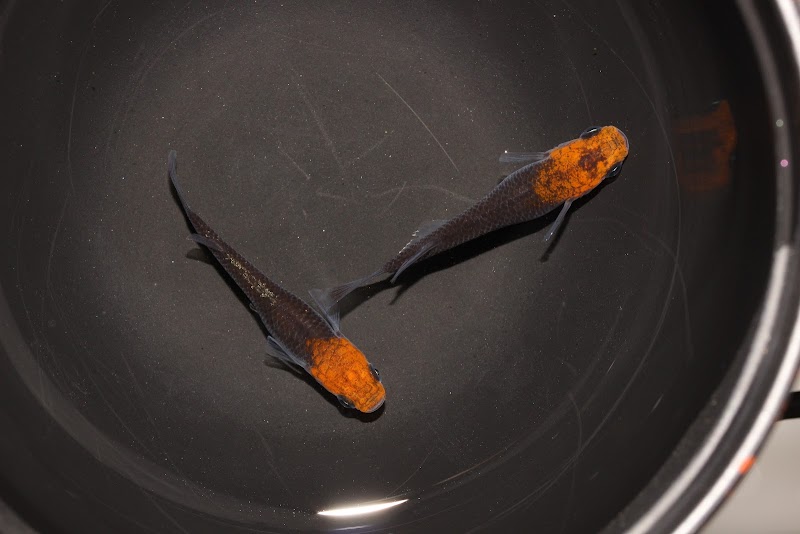 めだか屋ハーレー