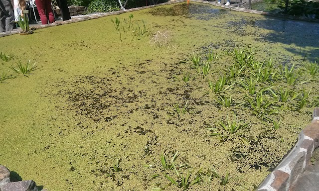 Civico Orto Botanico