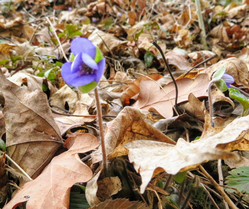 Märzenbecher-Wald - Visual