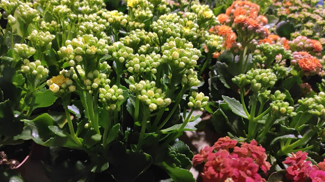 Opinii despre Συνιολάκης Garden Center în Αθήνα - Αρχιτέκτονας