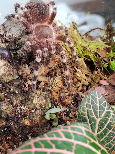 Permian Exotics - Visual