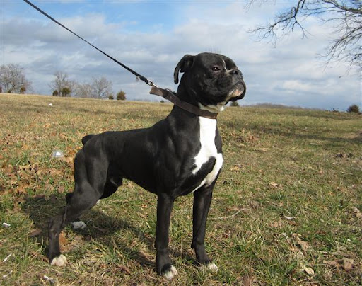 Spencers Shady Grove Kennel - Thumbnail