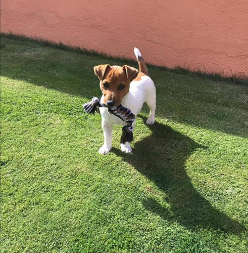 Hotel para perros Guarderia Canina Xerez