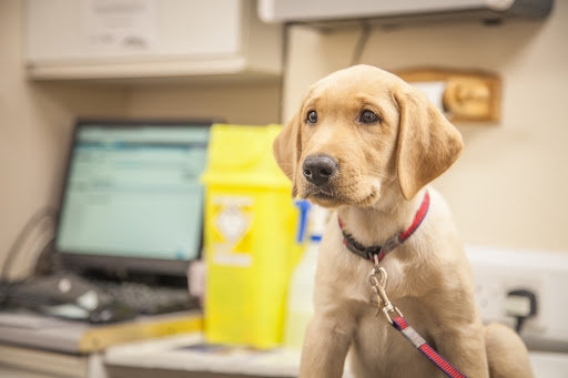 Cherry Tree Veterinary Practice - Visual