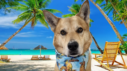 Hazel Anne’s Pooch Boutique