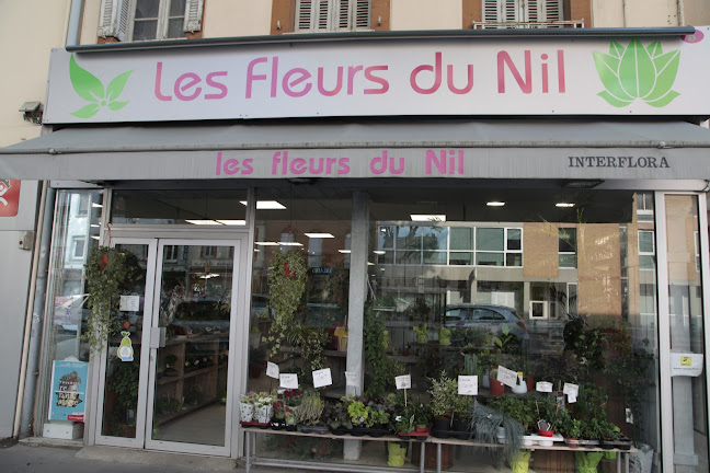 LES FLEURS DU NIL - Saint-Cyprien