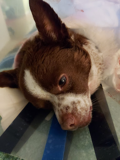 Bel Air Animal Hospital - Thumbnail