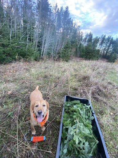 Maine Transporter - Thumbnail