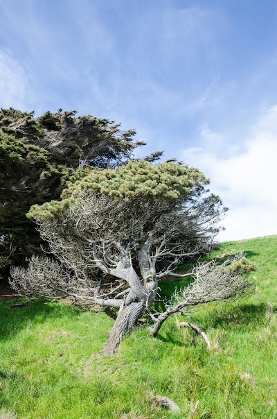 Photos of Slope Point Car Park