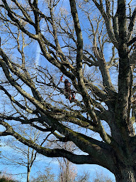 Photo n°20 de Beetree elagage à Chabanière (Service d'extermination des nuisibles)