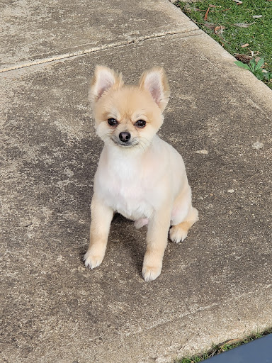 Dezign The Dog - Thumbnail