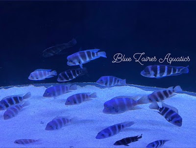 Blue Zaires Aquatics