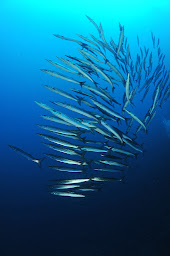 Photo n°18 de Cap Camarat Plongée à Ramatuelle (Club de plongée)