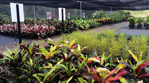 Plants Direct N.T - Thumbnail