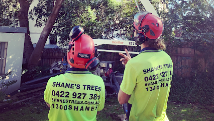 Shane's Trees - Wollongong