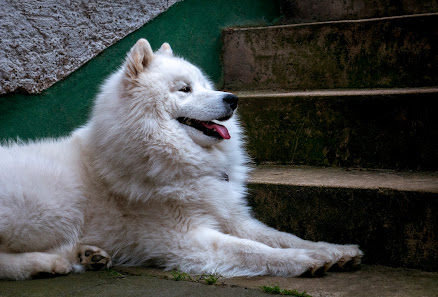 Hundepension an der Weidenmühle An der Weidenmühle 0, 55546 Neu-Bamberg, Deutschland