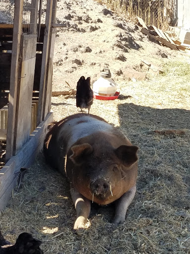 El Sobrante Feed & Pet Supplies - Thumbnail