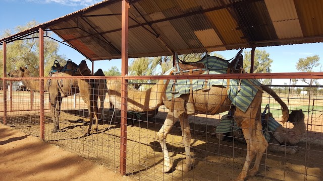 Camel Farm