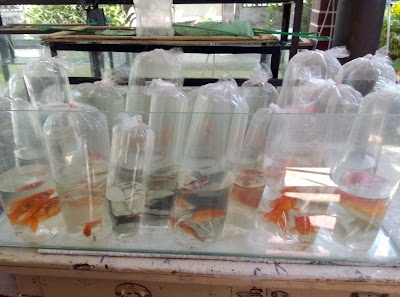 Photos of K.S.M Fish World