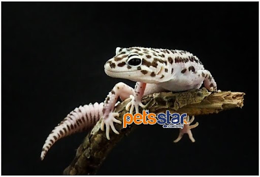 Pets Star