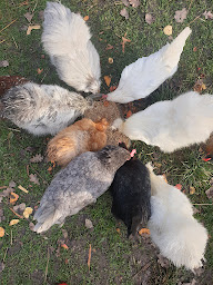 Photo n°26 de La mini ferme des PATH'O CALME [Zoothérapie/Anniversaire/Animation/Pension chats &Nacs ☎️ à Trept (Club enfants)