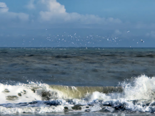 Black Pelican Beach - Thumbnail