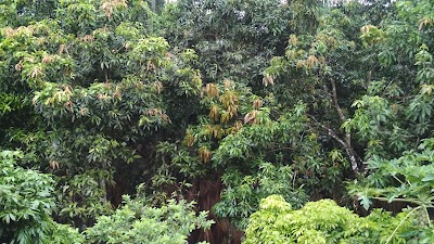 Photos of শিমুলের আম বাগান