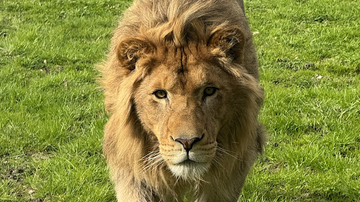 Photo 2 - Parc animalier de Saint-Clar: Le Vallon des Kangourous