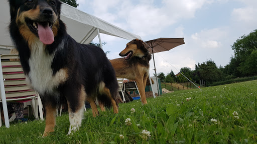 Maik und Sabines Hundewiese - Thumbnail