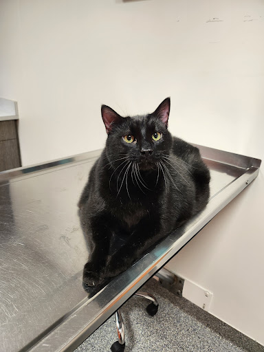 30th Street Animal Hospital - Thumbnail
