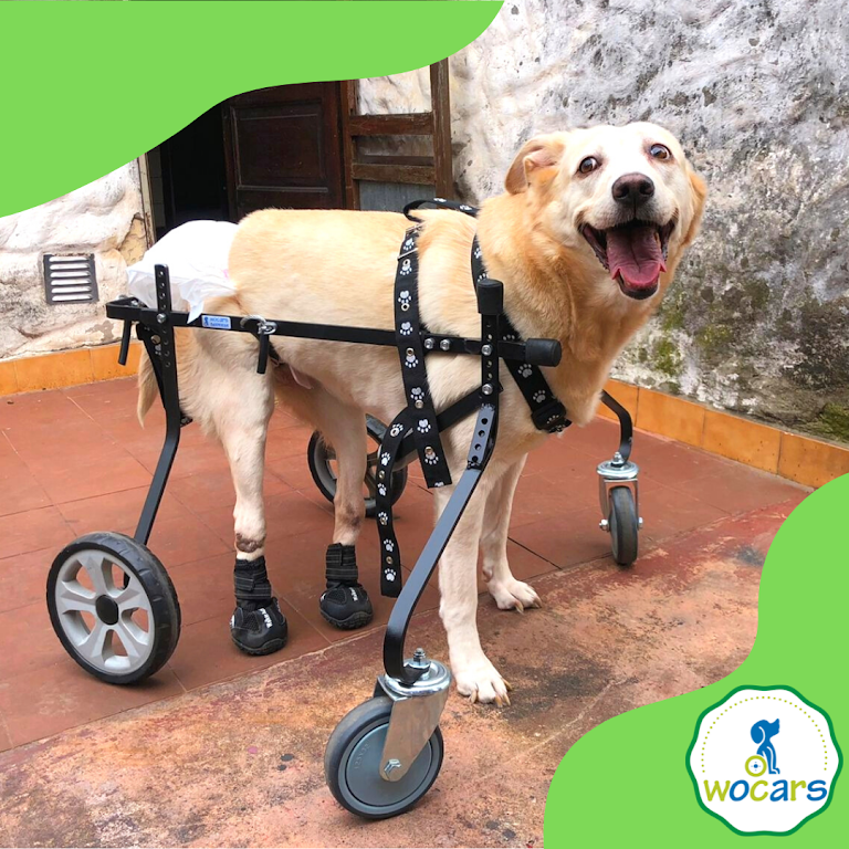 Carritos artesanales para perros y gatos discapacitados