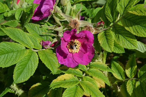 Triangle Community Garden - Thumbnail