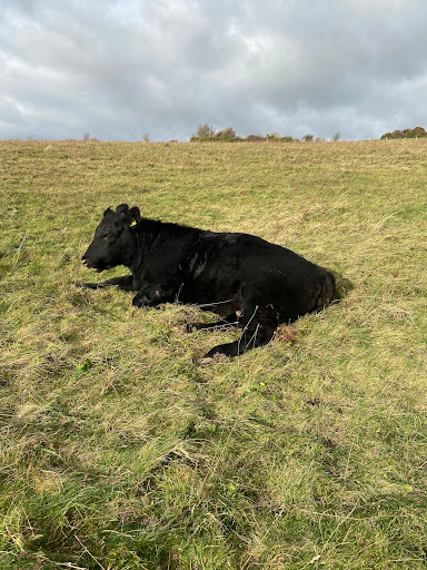 Lewes Downs - Visual