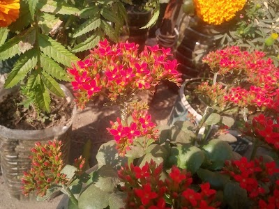 Photos of Greenleaf Bangladesh