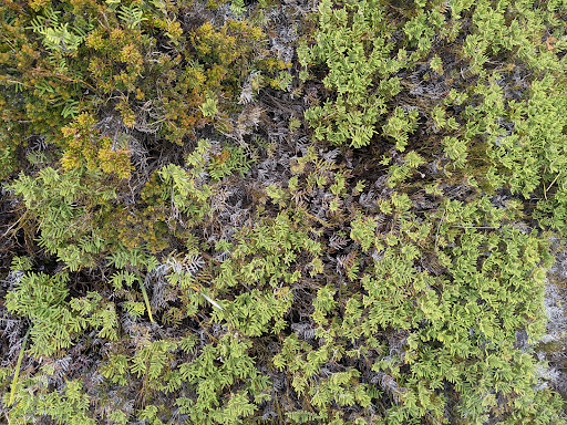 Moorland Mosiac - Thumbnail