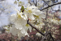 Li Wei Branch Cherry Blossom Park, Houli, Taiwan