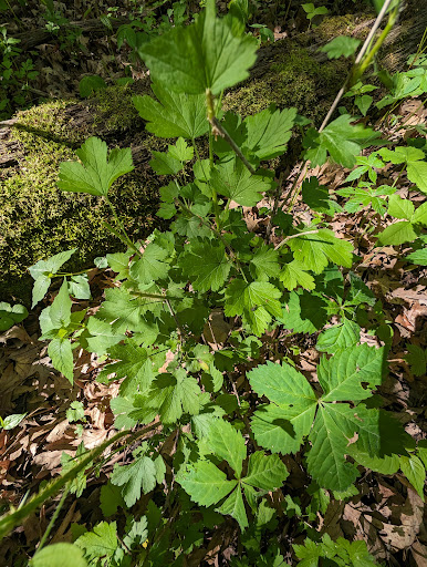 Ward Swartz Decatur Woods State Natural Area Logo