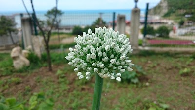 Photos of Mavi Koy Tatil K&ouml;y&uuml;