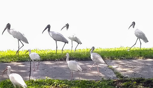 Tuscawilla Park - Thumbnail