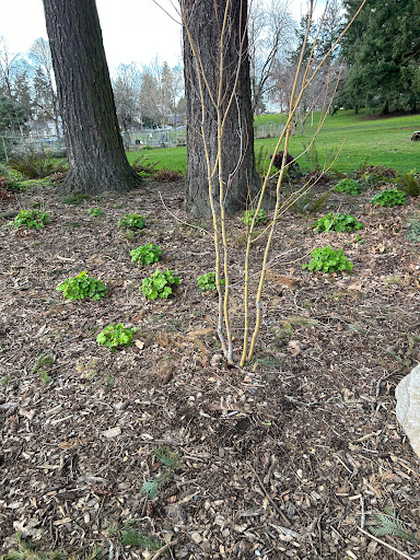 Nature Patch - Visual