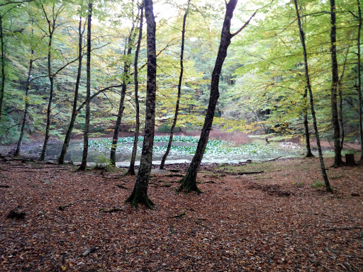 Stagno di Percedol/Prčjedolska mlaka - Thumbnail