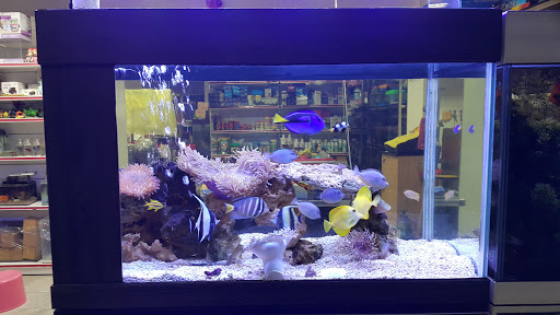 [金洋水族館（416巷54弄右轉進來） 水族店的外部或內部照片]