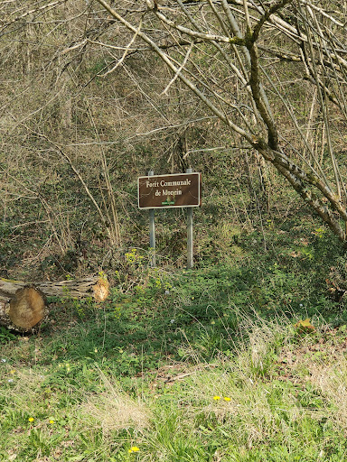 Boucle du Sentier forestier du Laring - Thumbnail