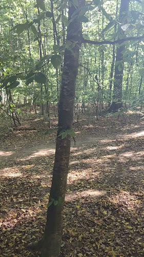 Kommentare und Rezensionen über Kletterwald Schloss Scherneck